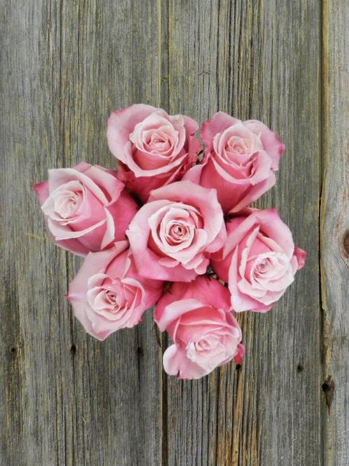 OOPS BI-COLOR (PNK/HPK) ROSES